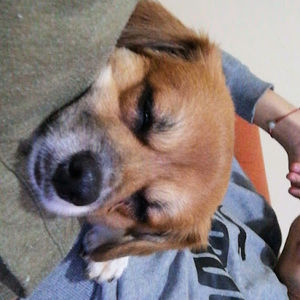 Meet your Posher, Luis